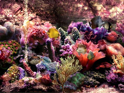 Fish Tank Wallpaper With Colorful Coral Reef photos of Which One