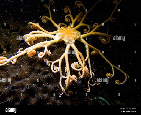 Basket sea star hi-res stock photography and images - Alamy