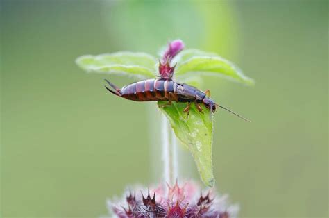 7 Plants That Repel Earwigs - ProGardenTips