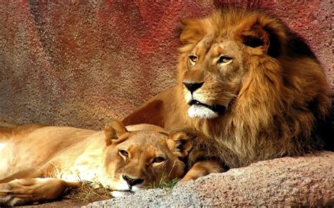 Lion Pictures Wallpapers - Wallpaper Cave