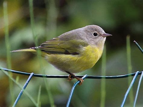 Nashville Warbler Female/immature | Birds, Great backyard bird count ...