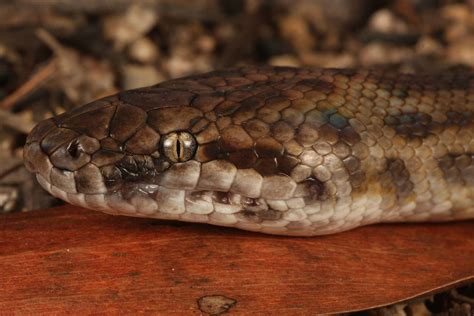 Spotted Python - South East Snake Catcher - Gold Coast