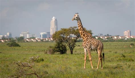 Nairobi National Park Introductory Safari Game Drive - Kated