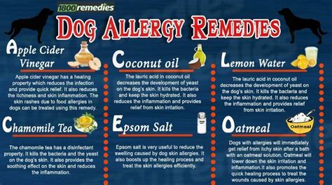 The home remedies for dog allergies consist of some natural remedies which reduce the infection ...