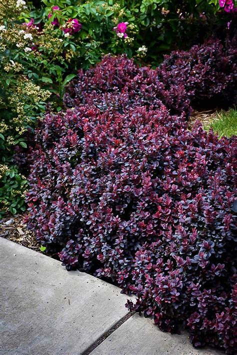 Concorde Barberry | Shrubs for landscaping, Low water gardening, Garden shrubs