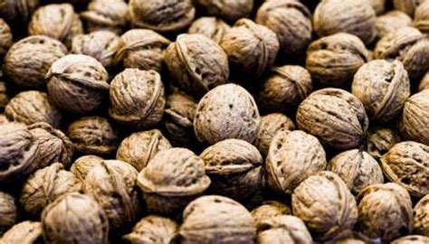 How to Grow Dwarf Walnut Trees | eHow UK