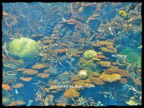 Lalalaland...: Osaka Aquarium Kaiyukan