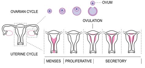 Proliferative Phase - Defined - StoryMD