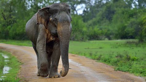 Volunteer with Elephants in Sri Lanka | Oyster Worldwide