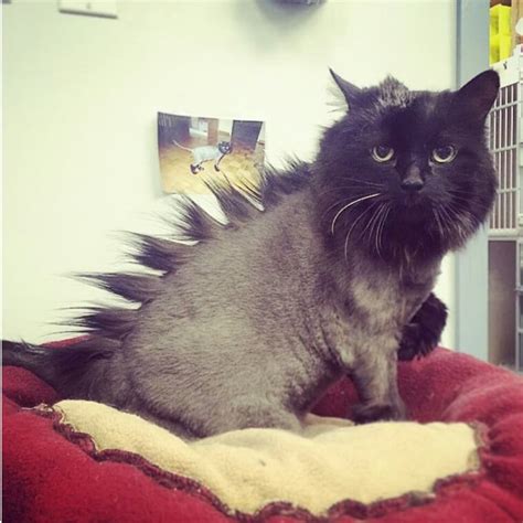 Are you a cat person? You can't miss these 18 cat haircuts!