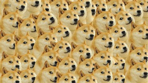 doge face memes dog, HD Wallpaper | Rare Gallery