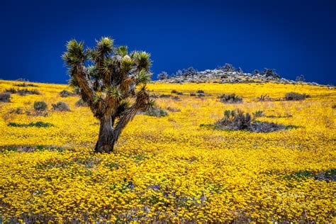 California Super Bloom | Time & Space Nature Adventures