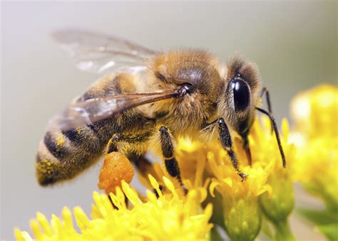 Bee Pollen: Benefits, Uses, Side Effects, And More, 41% OFF