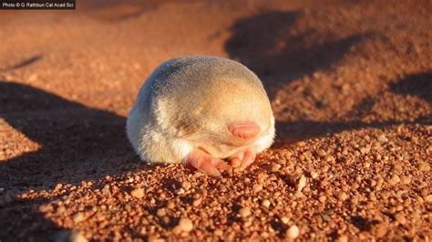 The Grants golden mole is a species of golden mole endemic to the sandy deserts of South Africa ...