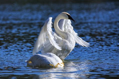 Trumpeter Swan - NDOW