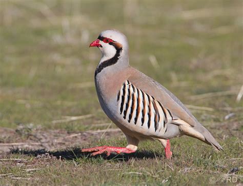 Chukar on the run – Feathered Photography