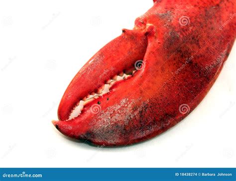 Lobster Claw stock photo. Image of lobster, seafood, food - 18438274