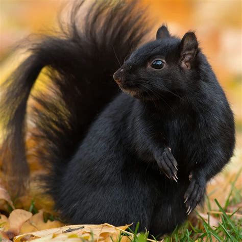 Black Squirrel: Symbolism & Spiritual Meaning - Awakening State