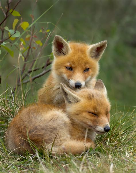 Two red fox cubs Stock Photo - Animal stock photo free download