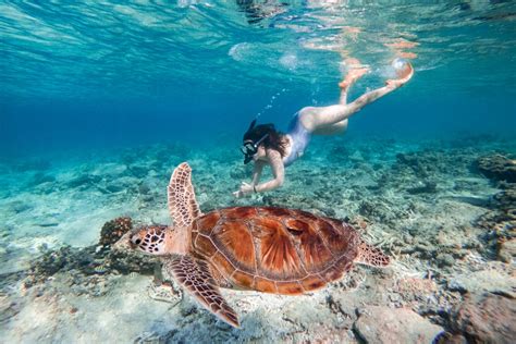 Snorkeling in Gili Trawangan, Indonesia: Turtles and Tips!