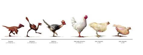 The Chicken & Egg Problem. TLDR; The egg came first. How? Read it. | by Vincent Chooi | Medium