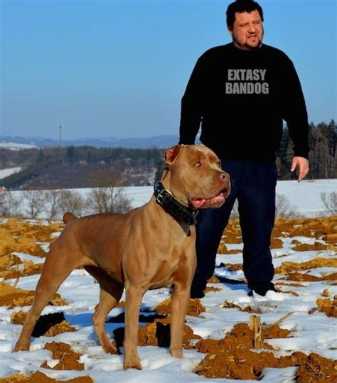 American Bandogge Mastiff Dog Breed Pictures, page 2 | American bandogge mastiff, Mastiff dog ...