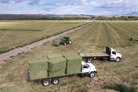 Alfalfa harvest in New Mexico, USA - Stock Image - C052/6341 - Science ...