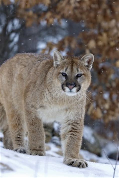 Cougar Facts - Feline Facts and Information