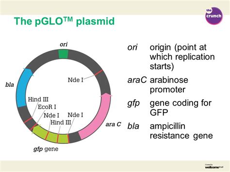 Pglo Plasmid Map