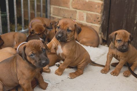 Ridgeback Puppies in Dorset - Some Availability