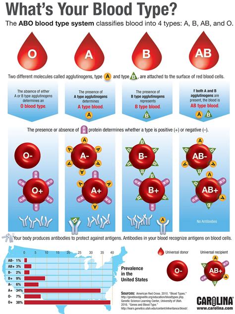 Infographic: What's Your Blood Type? | Science | Pinterest | Blood types, Infographic and What s