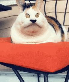 Cat Stoned GIFs - Find & Share on GIPHY