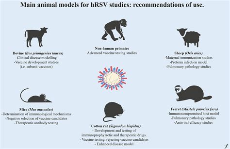 Frontiers | Current Animal Models for Understanding the Pathology Caused by the Respiratory ...