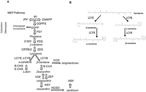 Schematic diagram of carotenoid synthesis in plants. (A) The carotenoid ...