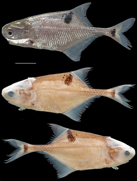 Petrocephalus boboto and Petrocephalus arnegardi, two new species of ...