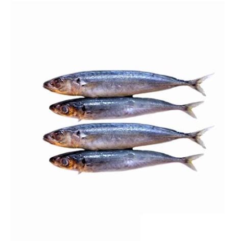 Jual ikan dencis 1 kg Fresh | Shopee Indonesia