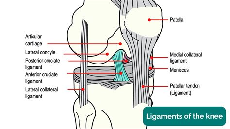 Tendons And Ligaments Of The Knee