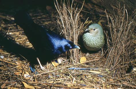 Fascinating Satin Bowerbird Facts