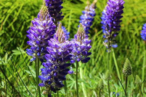 Purple Lupine Photograph by Dawn Richards - Fine Art America