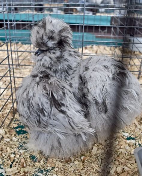 Silkie Chickens: Complete Breed Information & Pictures