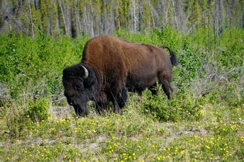 Canadian Wildlife: What You Need To Know - Backcountry Canada Travel