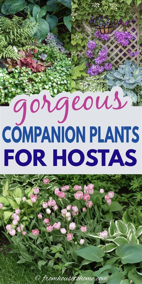 14+ Plants Like Hostas - CheuRhonan