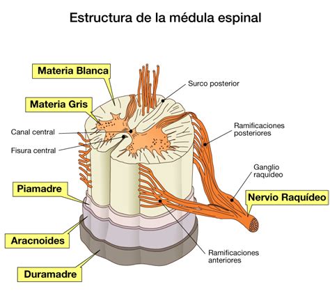 medula espinal | Mind Map