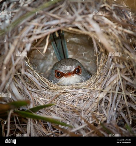 Fairy wren nest hi-res stock photography and images - Alamy