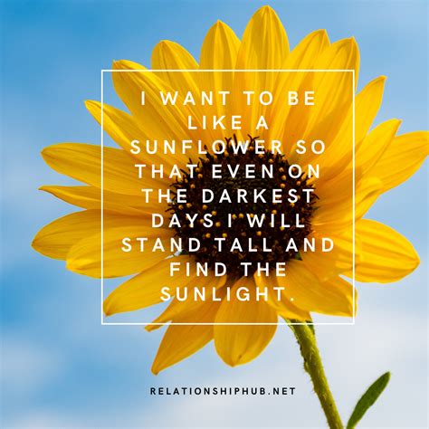 43 Beautiful Sunflower Quotes That Are Inspiring | Relationship Hub