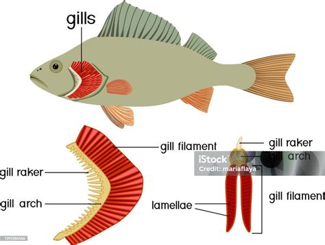 Structure Of Fish Gills Isolated On White Educational Material With For Biology Lesson Stock ...