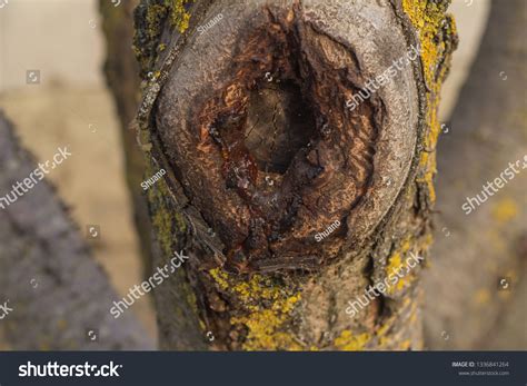 Wound Tree Heals Stock Photo 1336841264 | Shutterstock