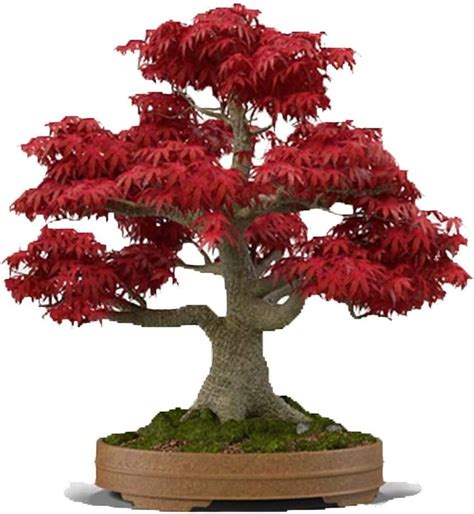 Bonsai Tree Seeds, Japanese Red Maple | 20+ Seeds | Highly Prized for ...