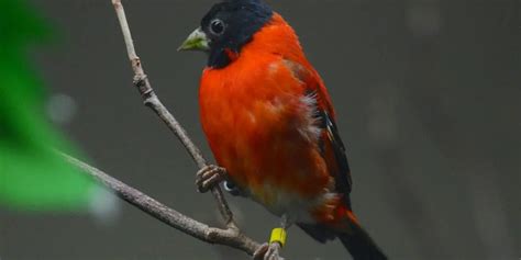 Red Siskin Care Sheet | Birds Coo