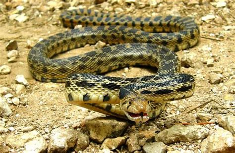 Gopher Snake - Description, Habitat, Image, Diet, and Interesting Facts